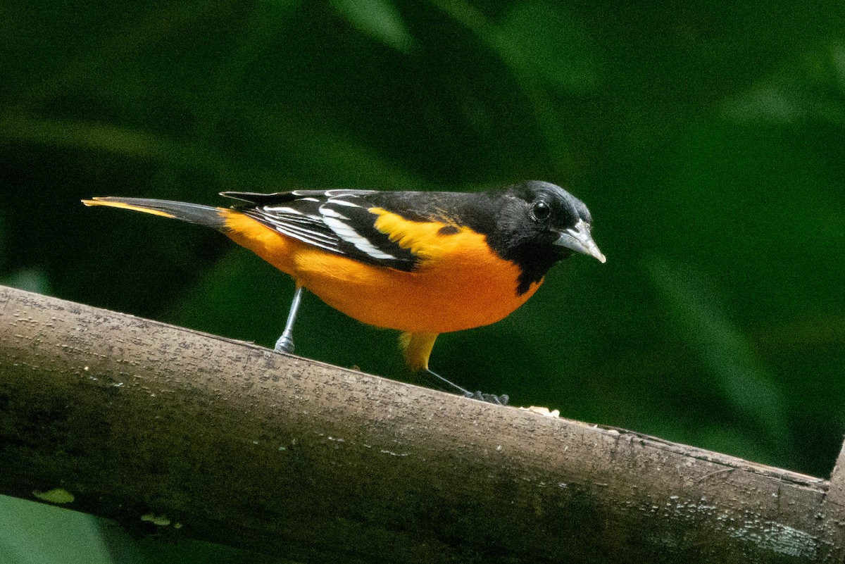 Балтиморский трупиал - ML646127731