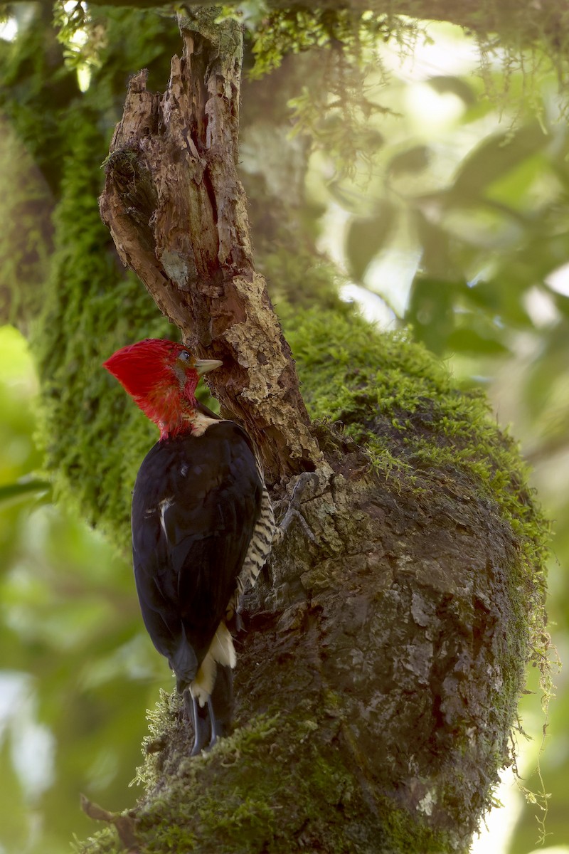 Helmeted Woodpecker - ML646127732