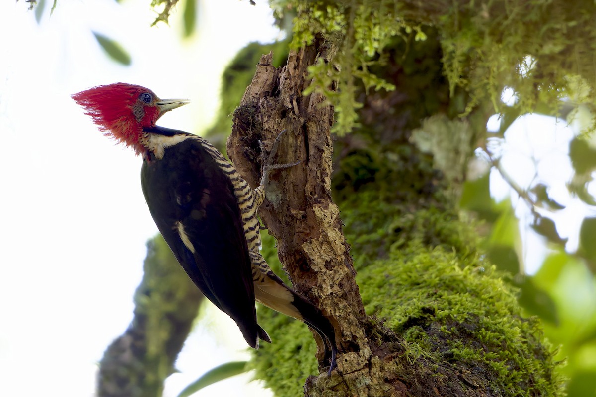 Helmeted Woodpecker - ML646127744