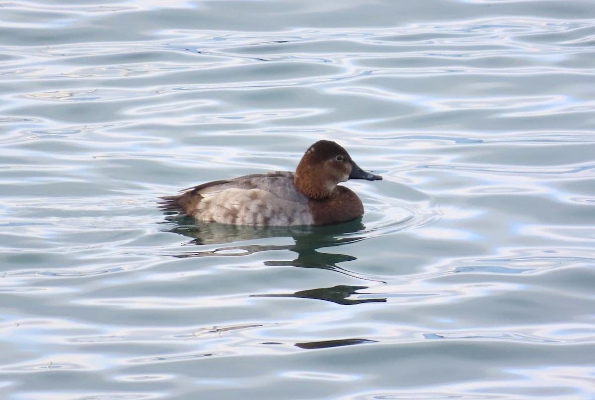 Common Pochard - ML646127745