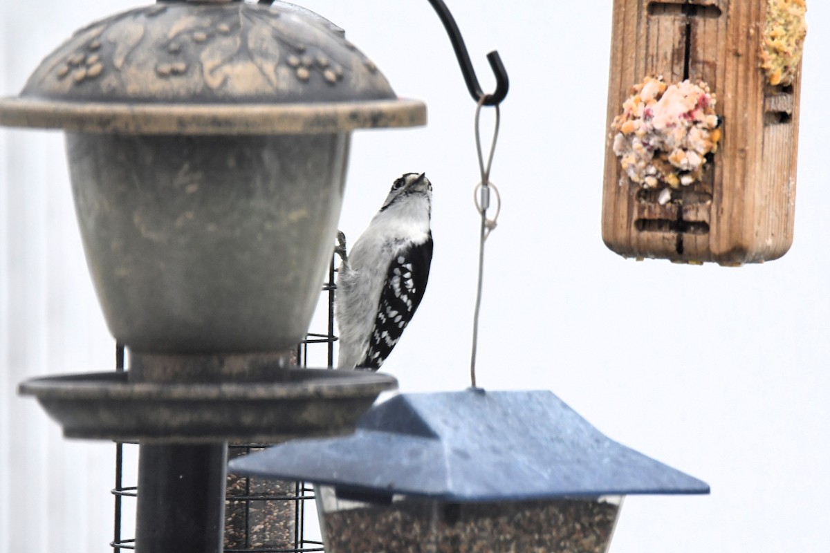 Downy Woodpecker - ML646127747