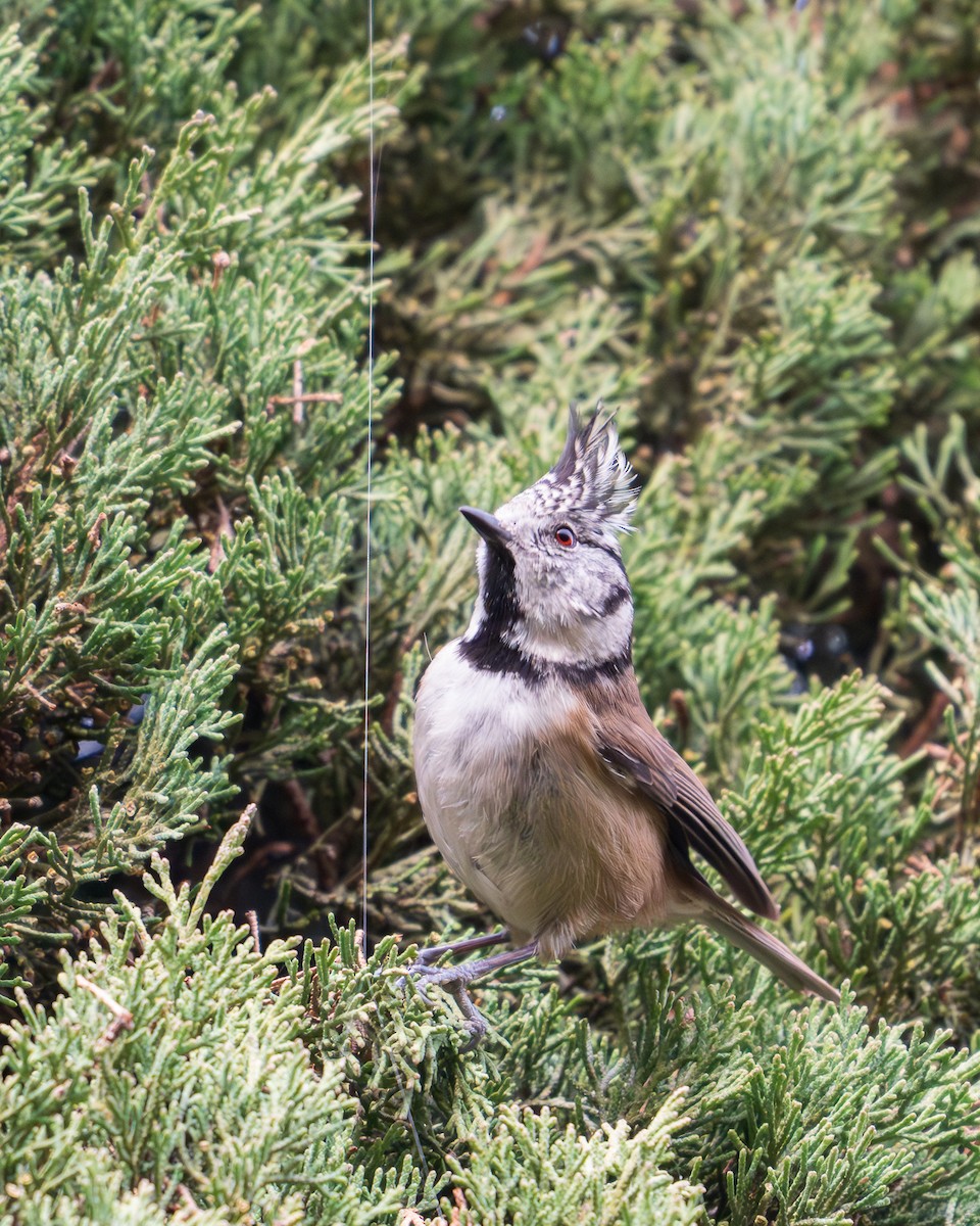 Crested Tit - ML646127749