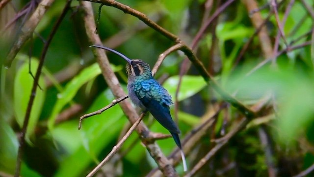 Green Hermit - ML646127754