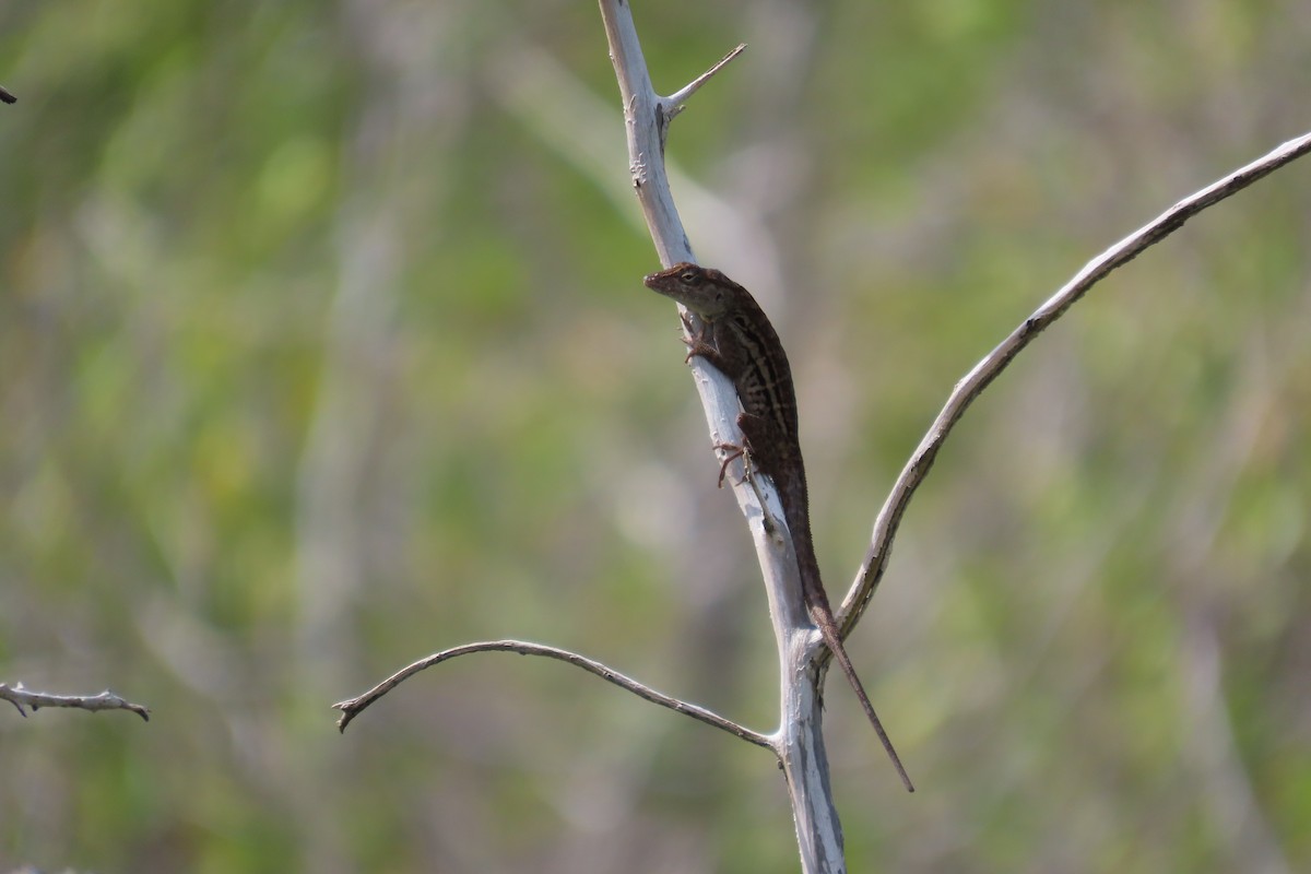 Animals - ML646127755