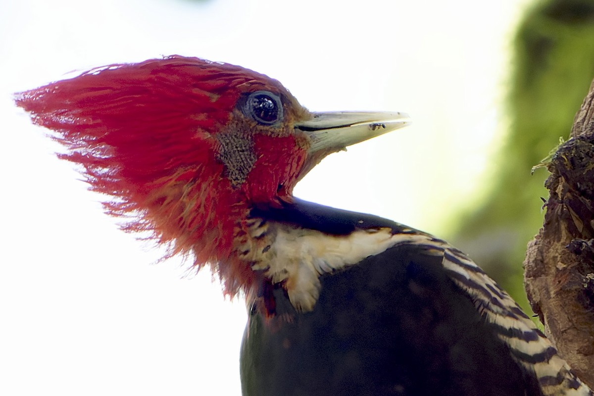 Helmeted Woodpecker - ML646127770