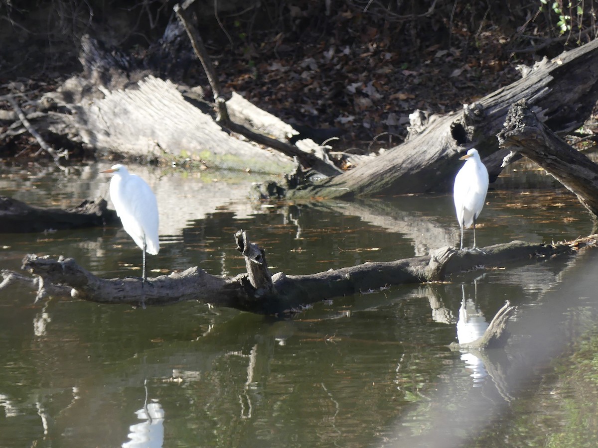 Great Egret - ML646127771