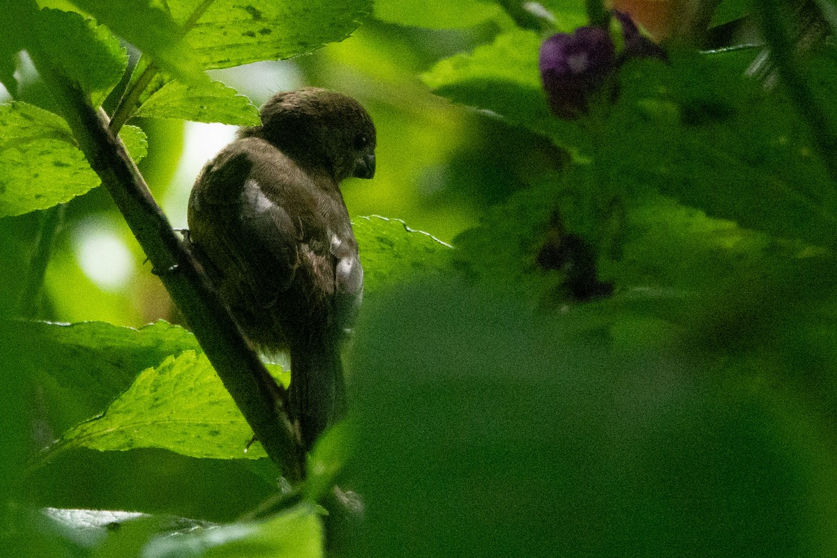 Variable Seedeater - ML646127779