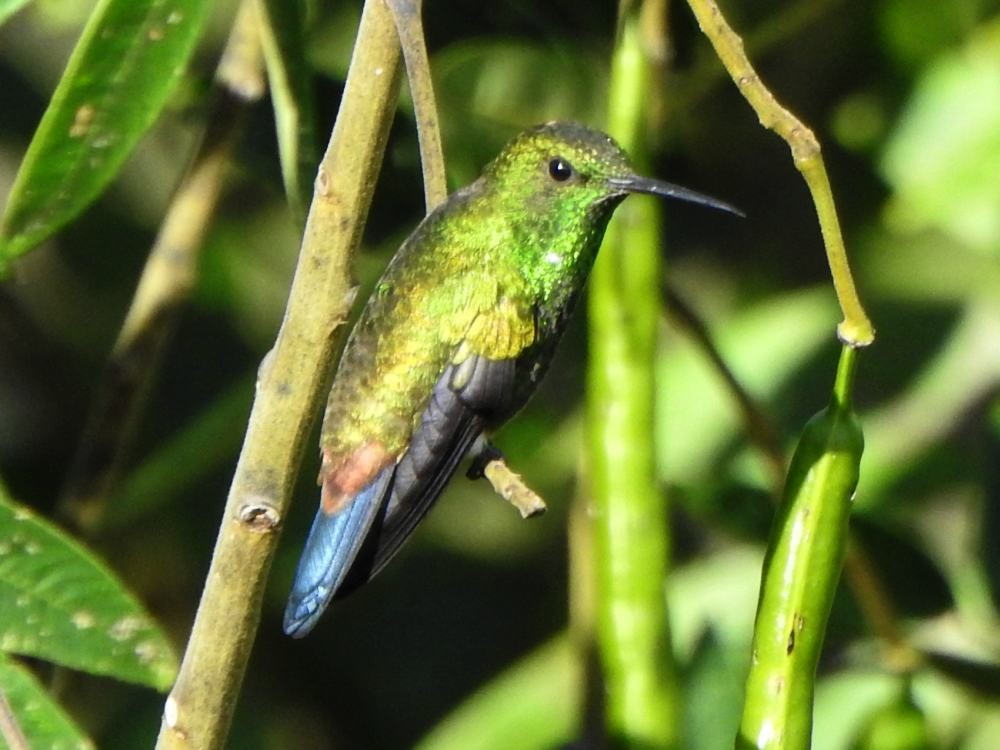 Copper-rumped Hummingbird - ML646127780
