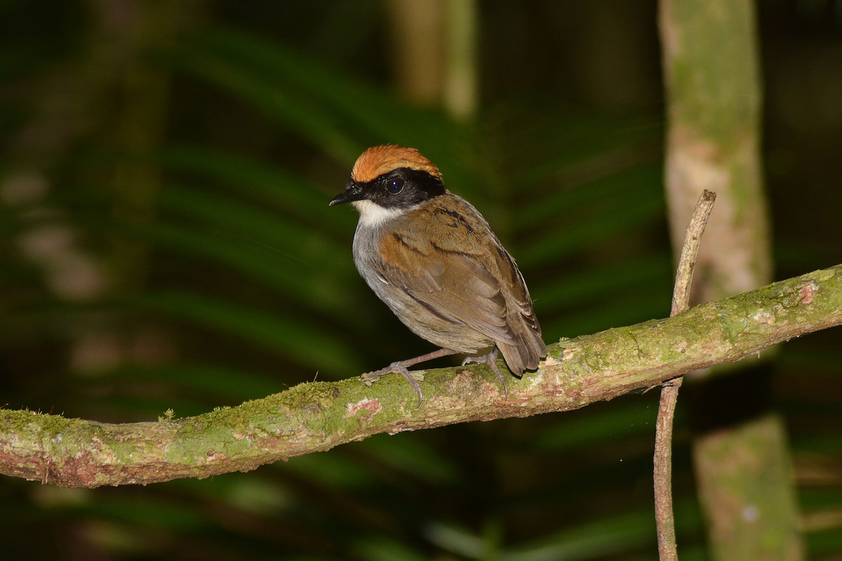 Black-cheeked Gnateater - ML646127790