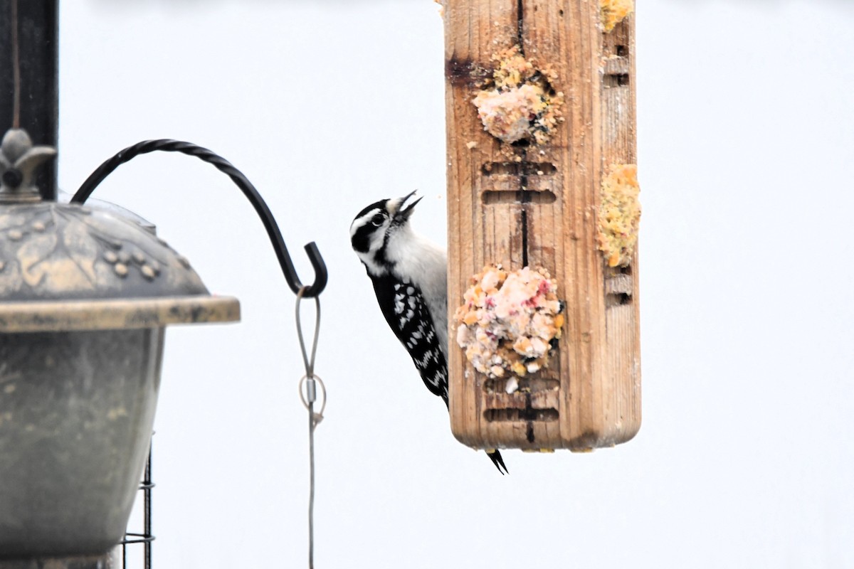 Downy Woodpecker - ML646127791