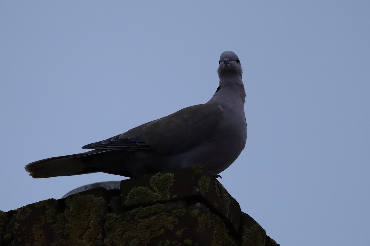 hrdlička zahradní - ML646127792