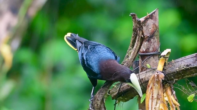 Chestnut-headed Oropendola - ML646127799