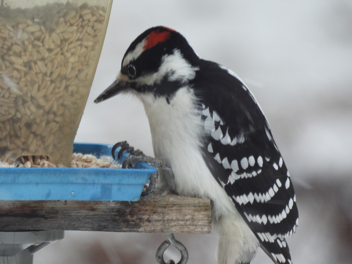 Pico Velloso - ML646127805