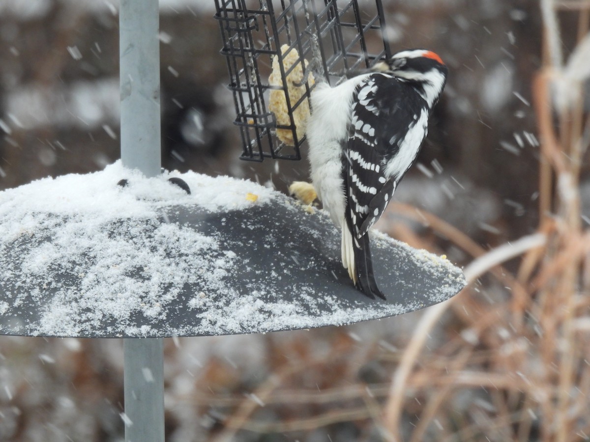 Pico Velloso - ML646127806