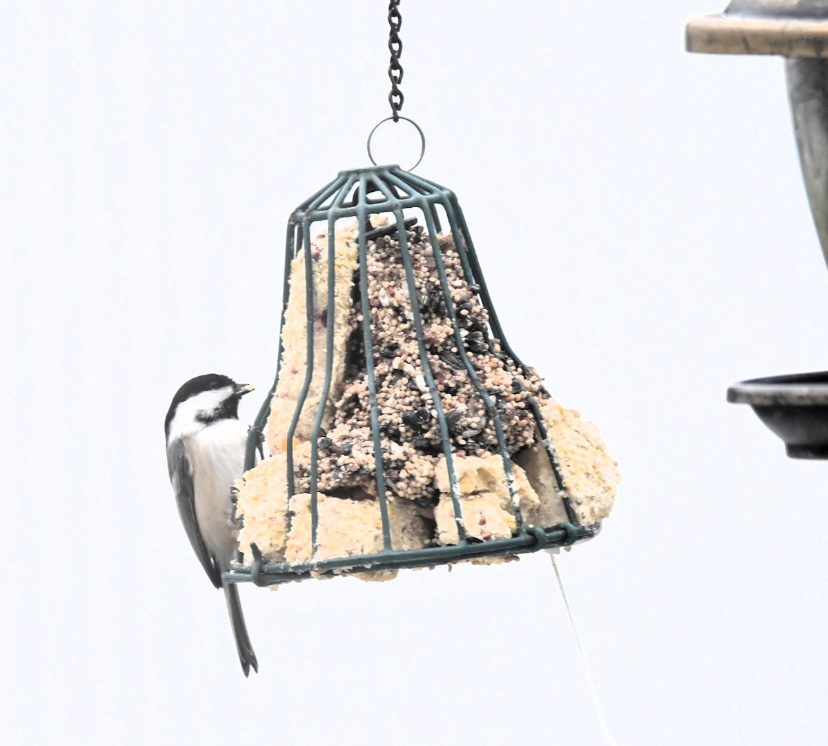 Carbonero Cabecinegro - ML646127808