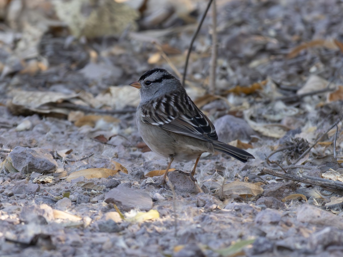 Chingolo Coroniblanco - ML646127809