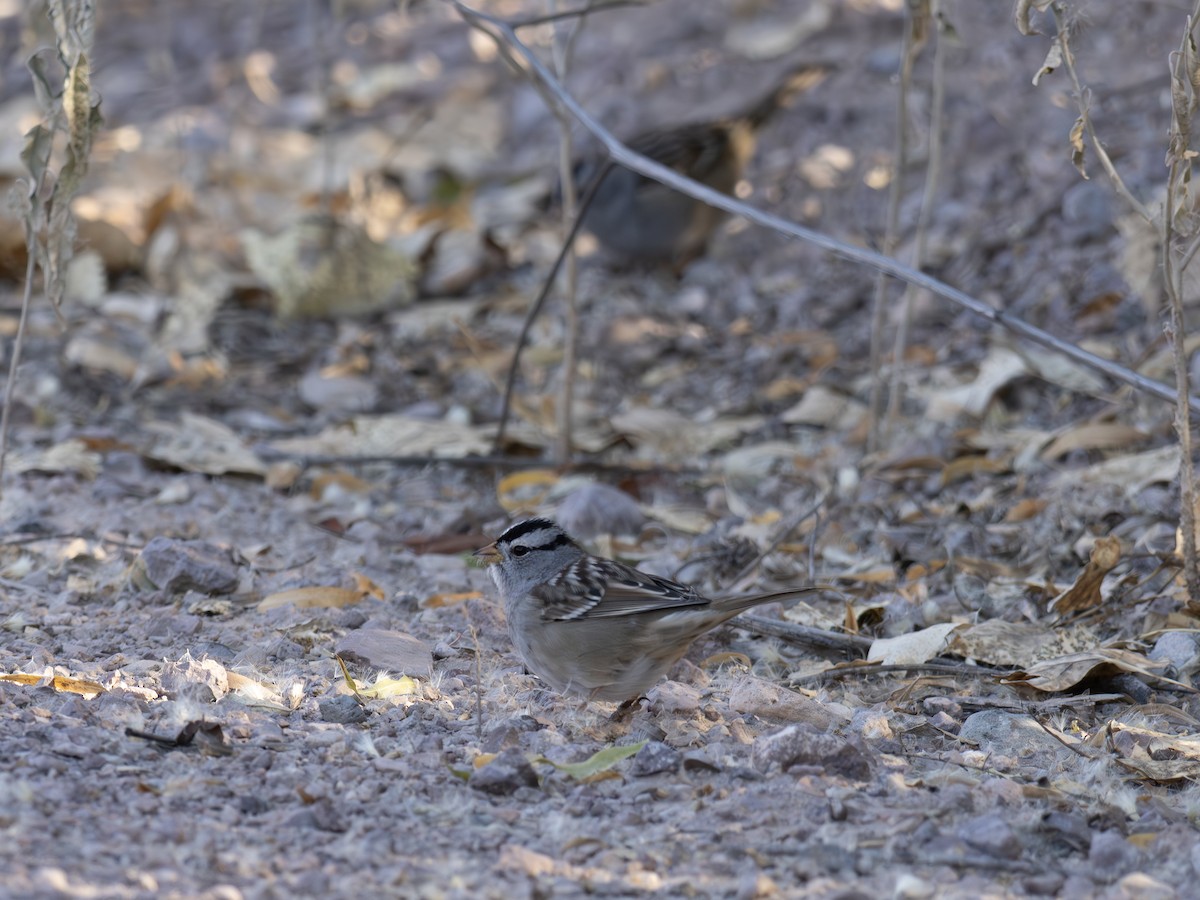 Chingolo Coroniblanco - ML646127810