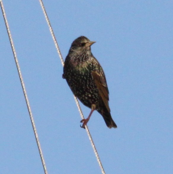 Estornino Pinto - ML646127811