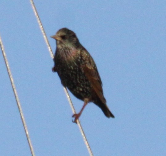 Estornino Pinto - ML646127812