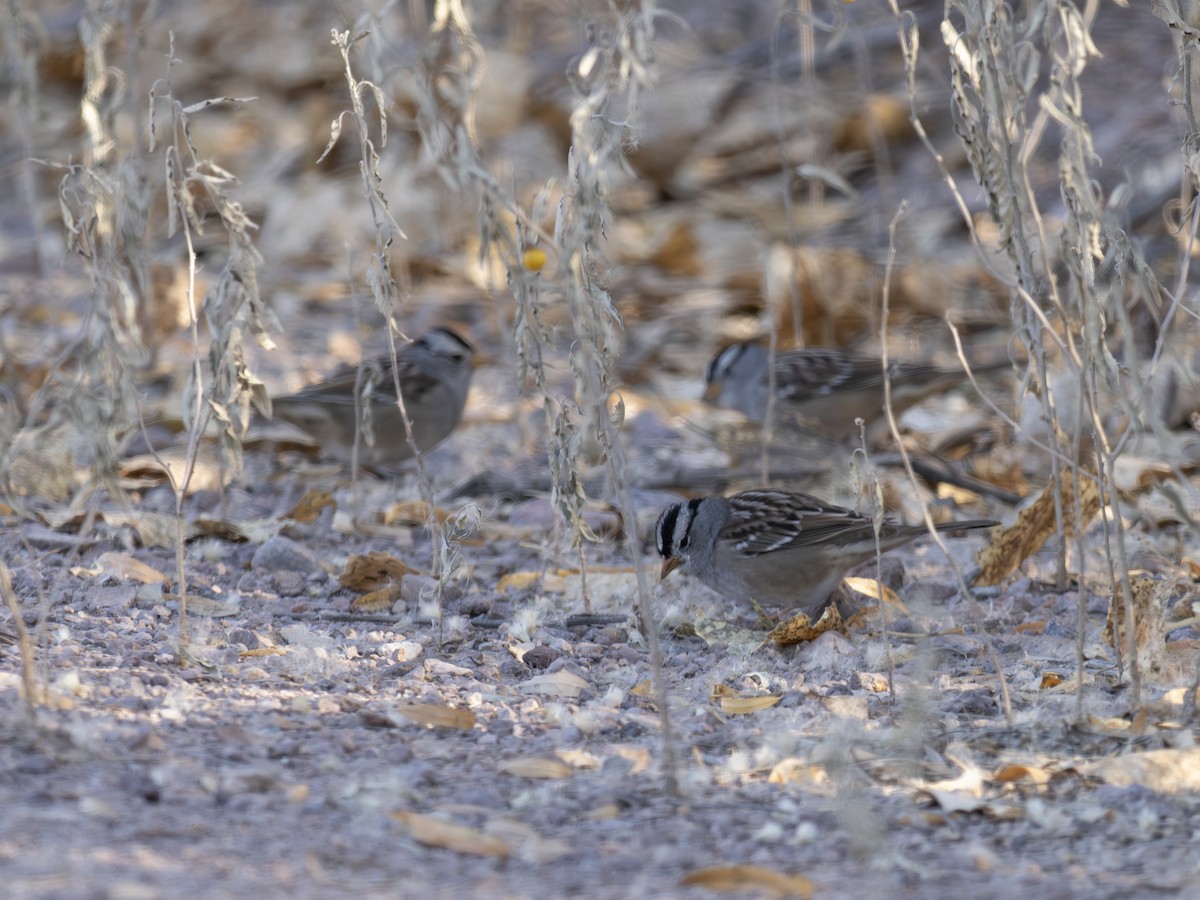 Chingolo Coroniblanco - ML646127813