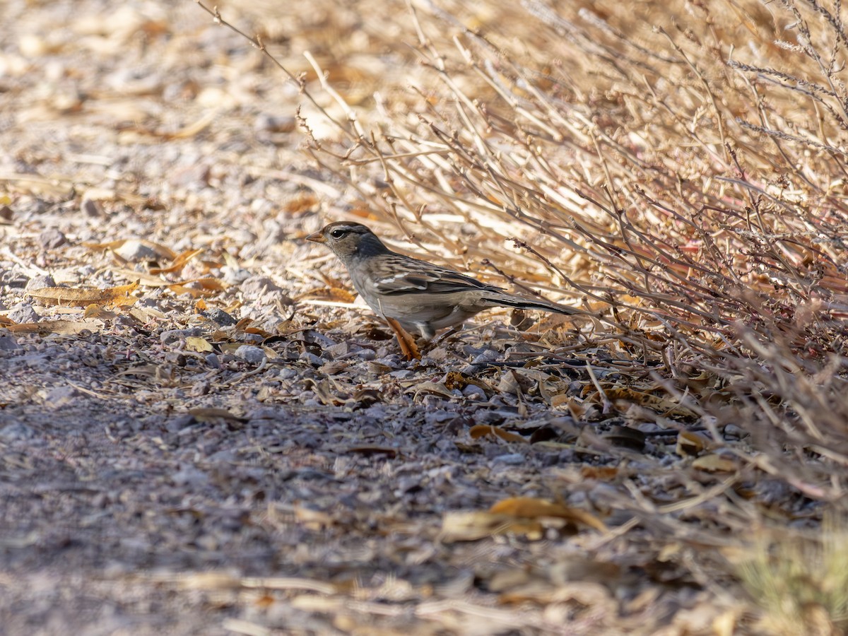 Chingolo Coroniblanco - ML646127814