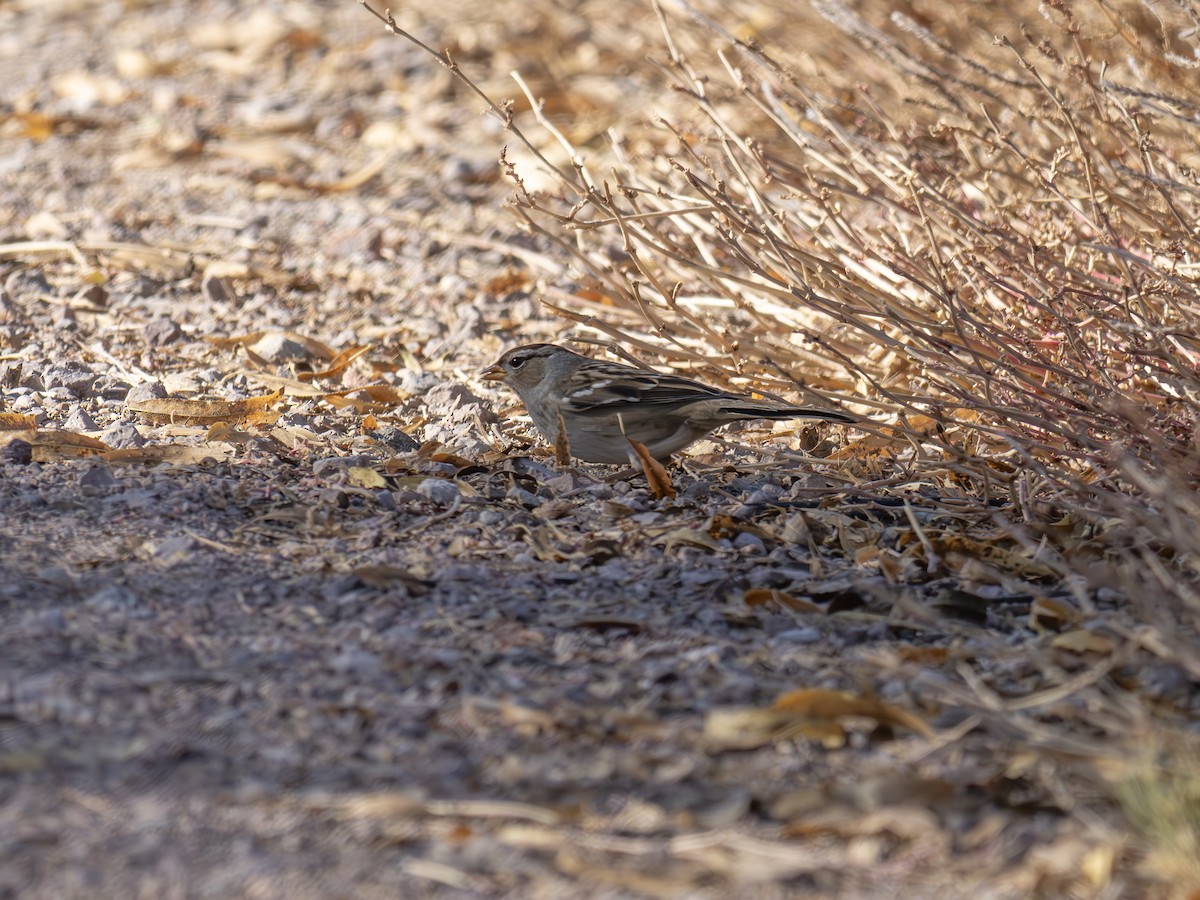 Chingolo Coroniblanco - ML646127815