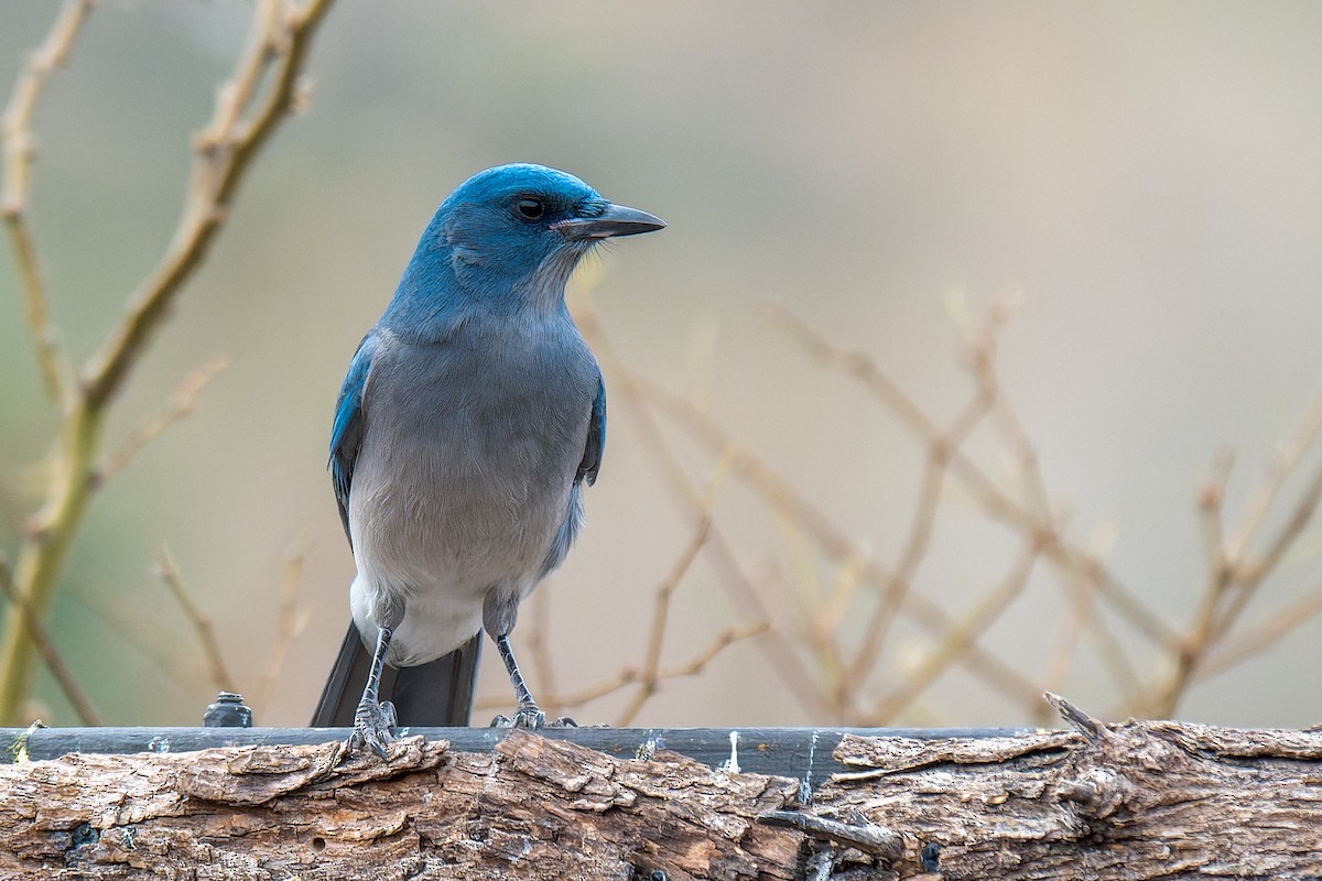 Chara Pechigrís - ML646127816