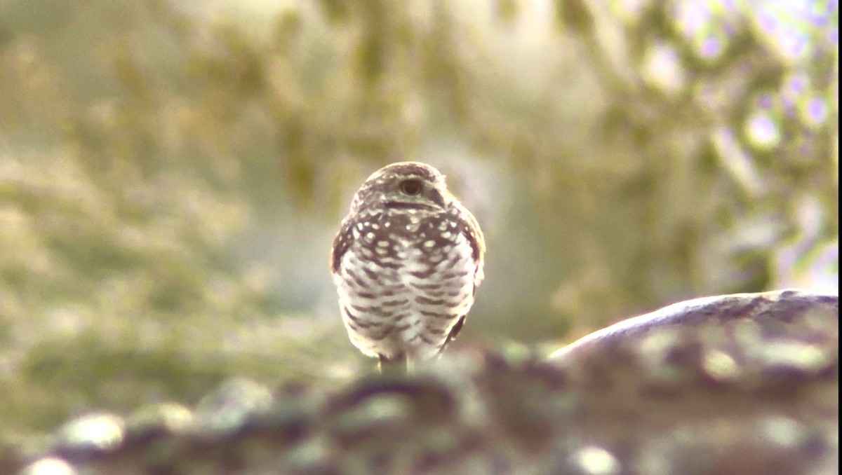 Mochuelo de Madriguera - ML646127817