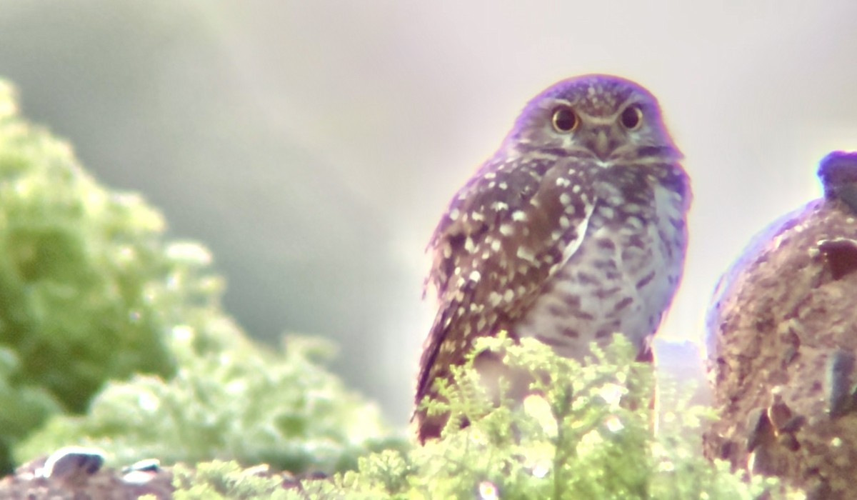 Mochuelo de Madriguera - ML646127818