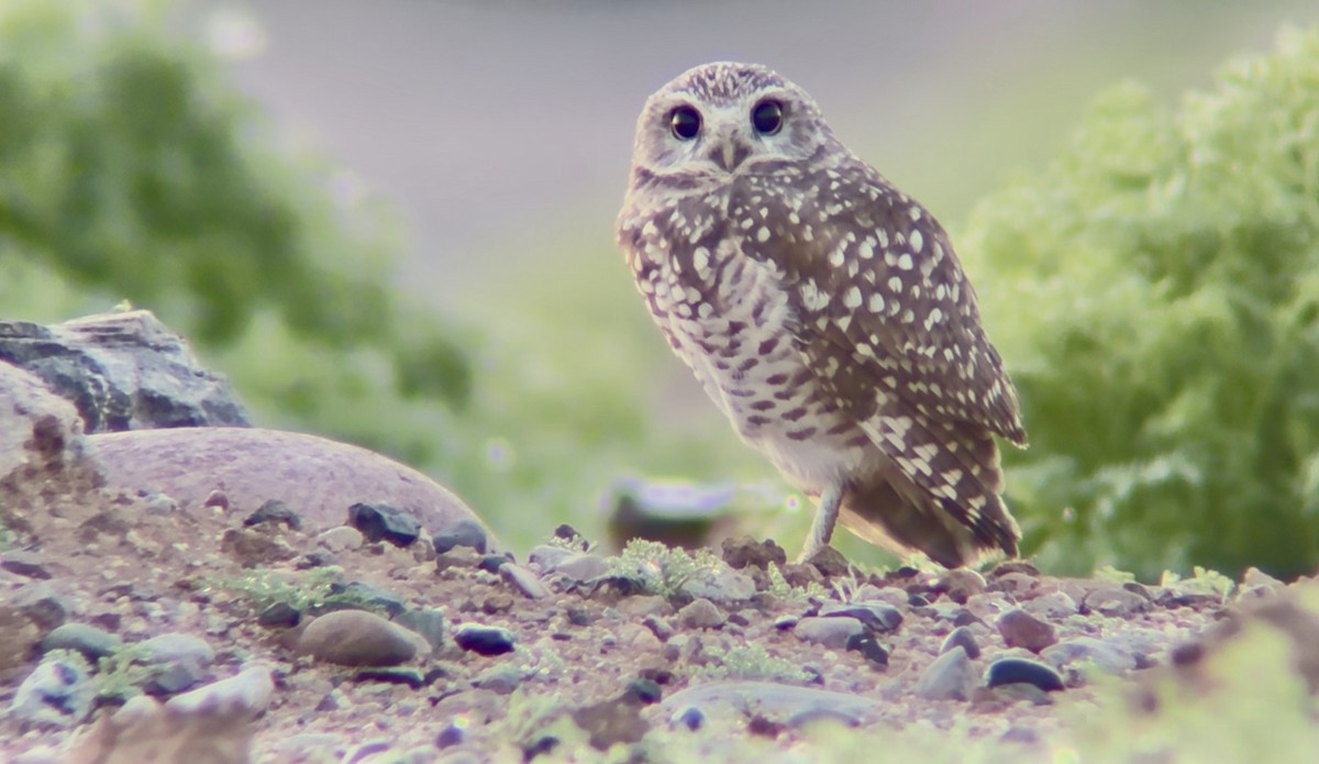 Mochuelo de Madriguera - ML646127819