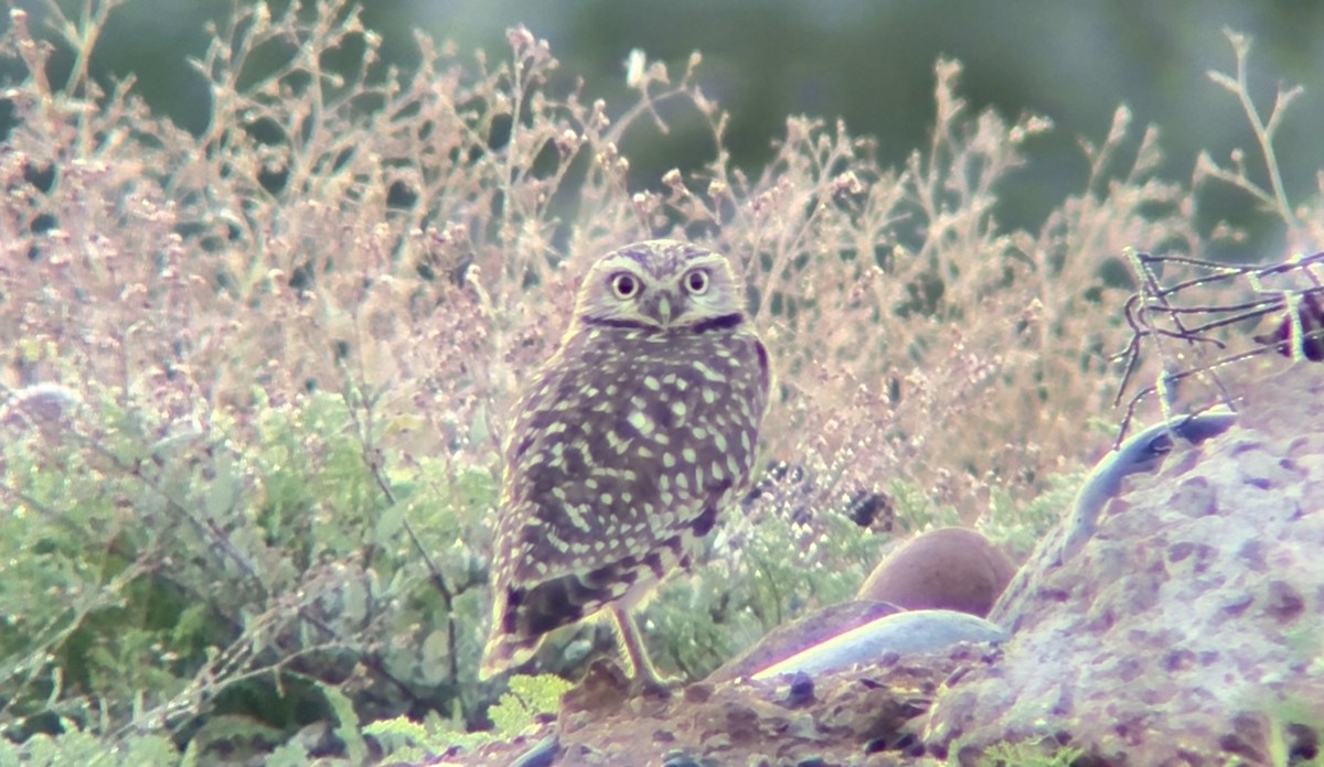 Mochuelo de Madriguera - ML646127820