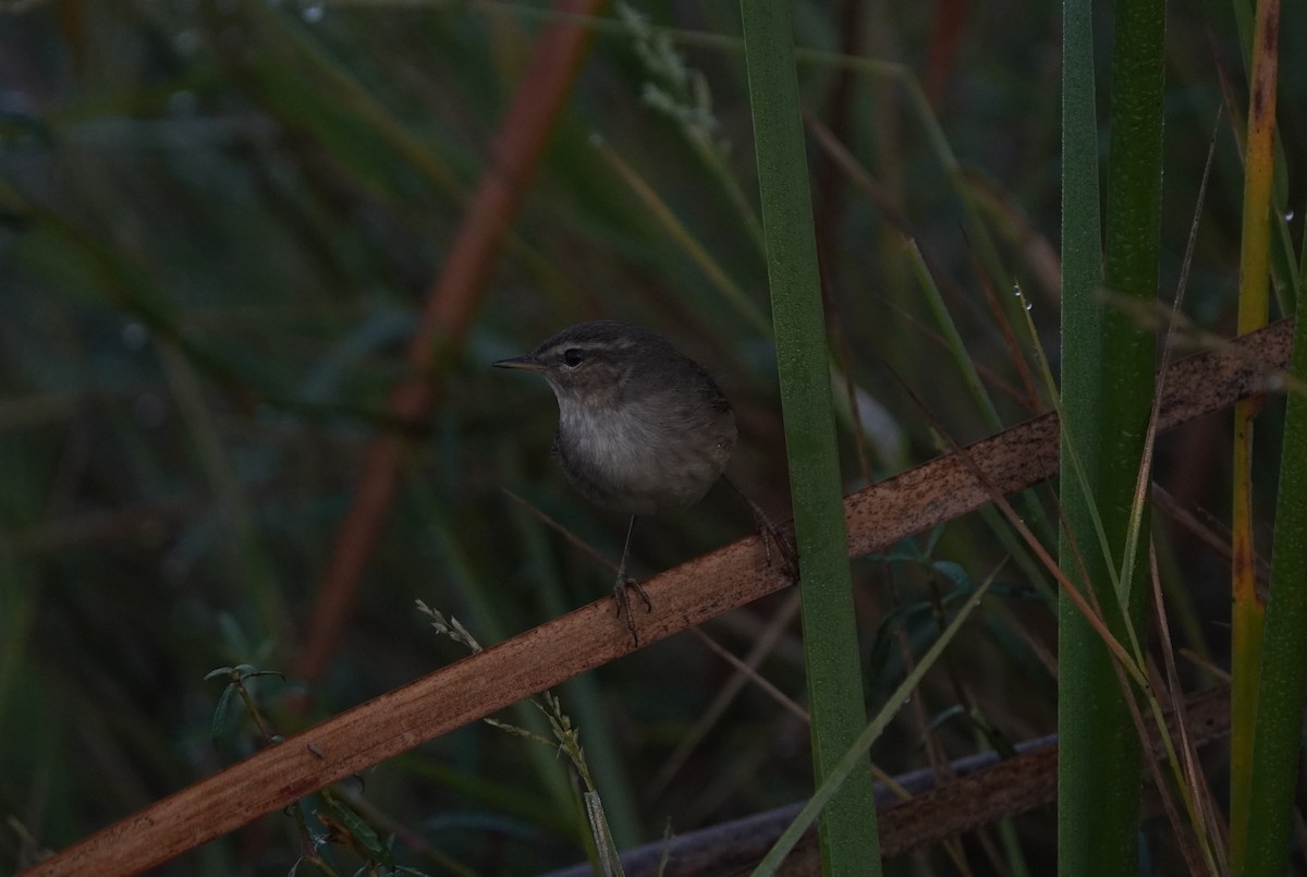 Mosquitero Sombrío - ML646127821