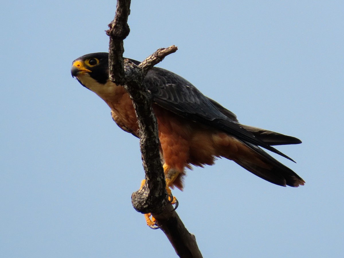 Halcón Peregrino (Indio) - ML646127822