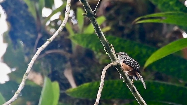 Band-backed Wren - ML646127823