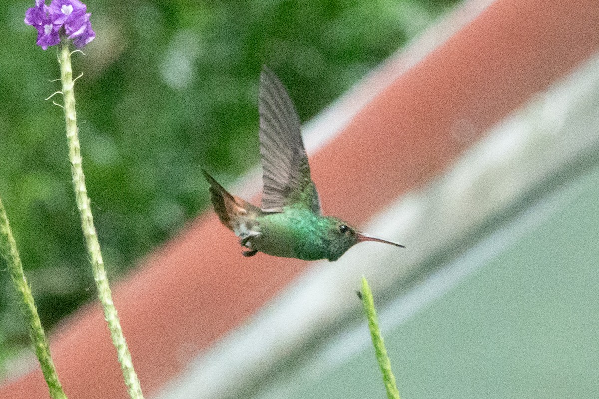 Amazilia Tzacatl - ML646127824