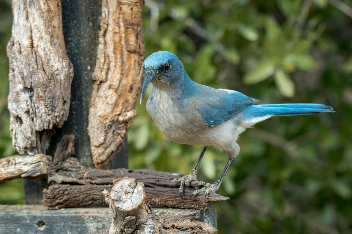 Chara Pechigrís - ML646127825