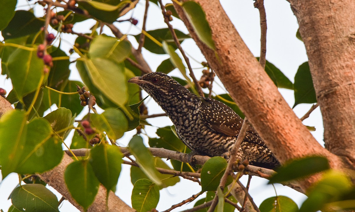Koel Occidental - ML646127826