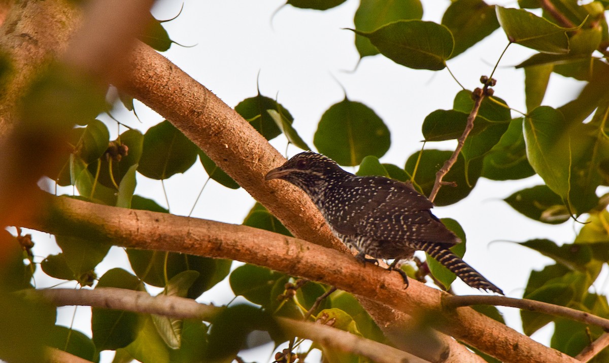 Koel Occidental - ML646127827