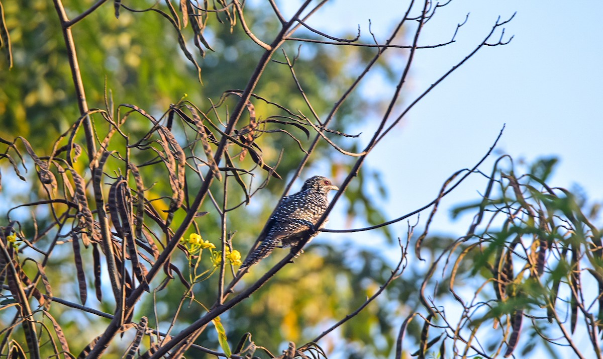 Koel Occidental - ML646127828