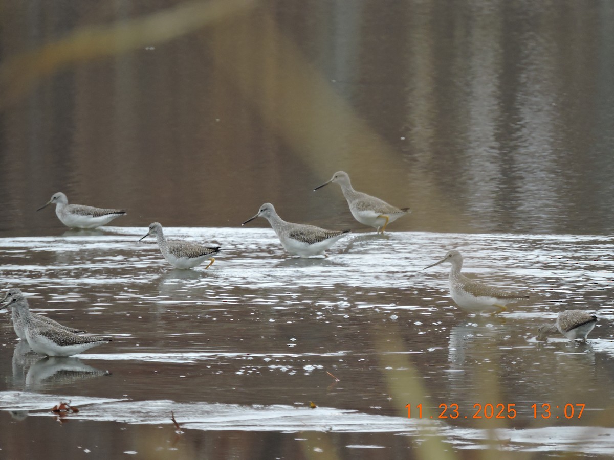 Archibebe Patigualdo Grande - ML646127830