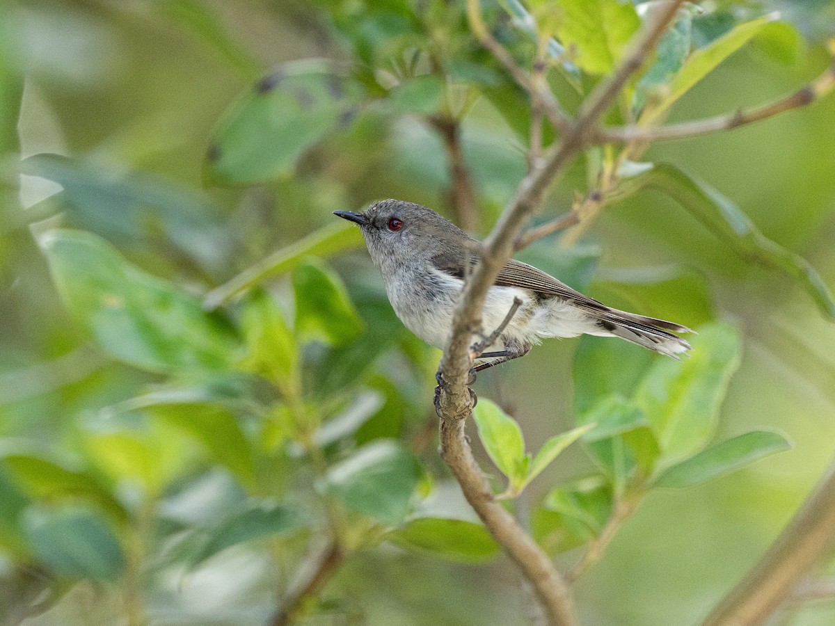 Gerigón Maorí - ML646127833