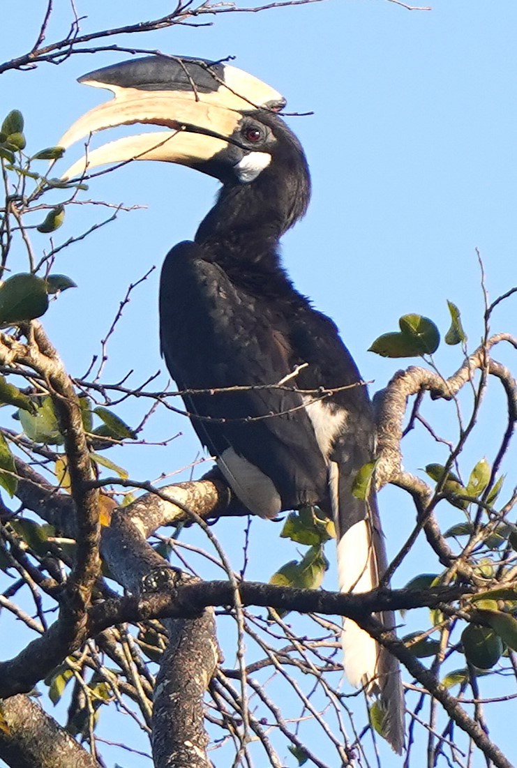 Cálao Coronado - ML646127834
