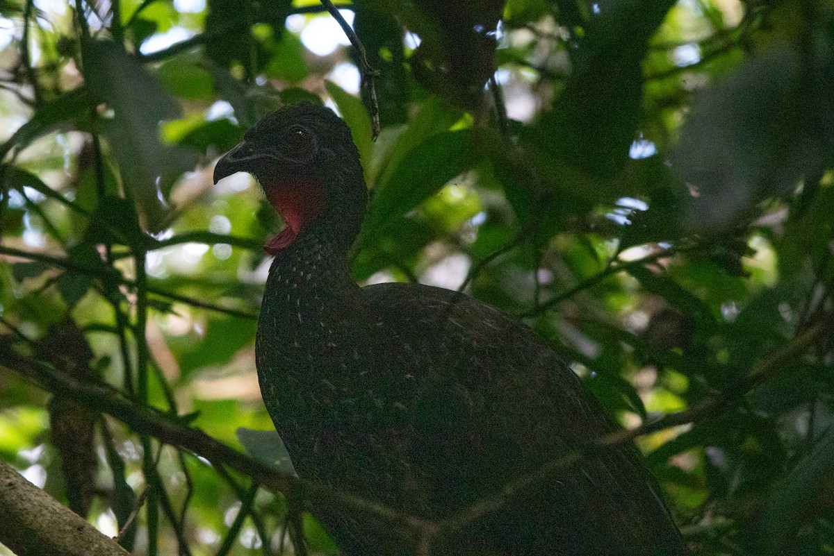 Pava Cojolita - ML646127835