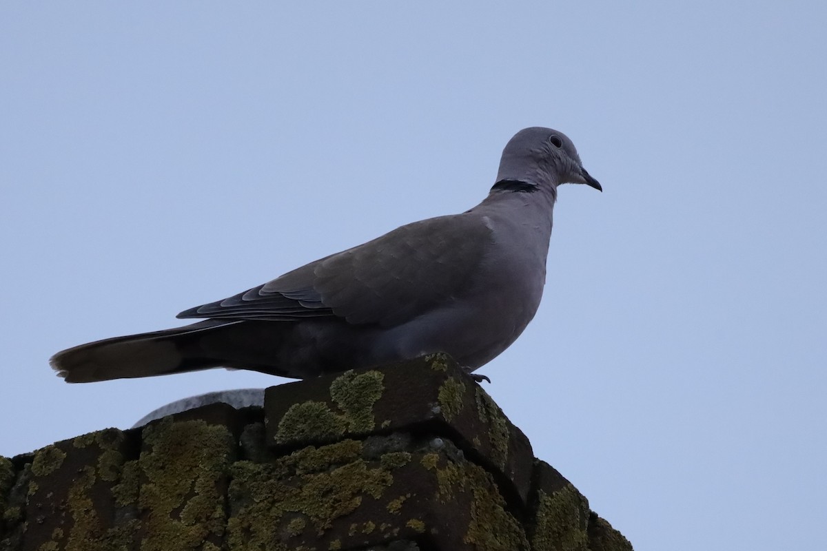 Tórtola Turca - ML646127836