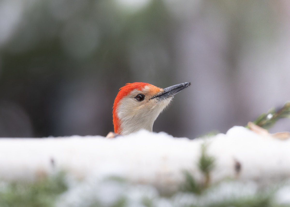 Red-bellied Woodpecker - ML646127837