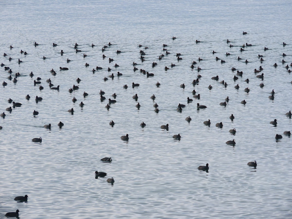 Focha Común - ML646127838