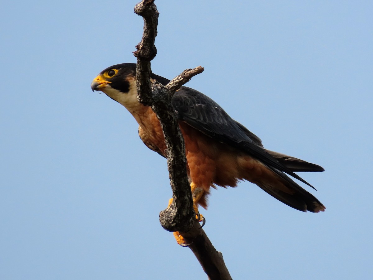 Halcón Peregrino (Indio) - ML646127839