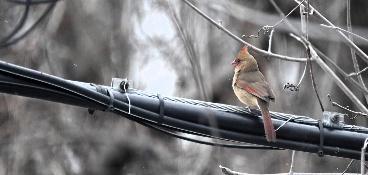 Cardenal Norteño - ML646127841