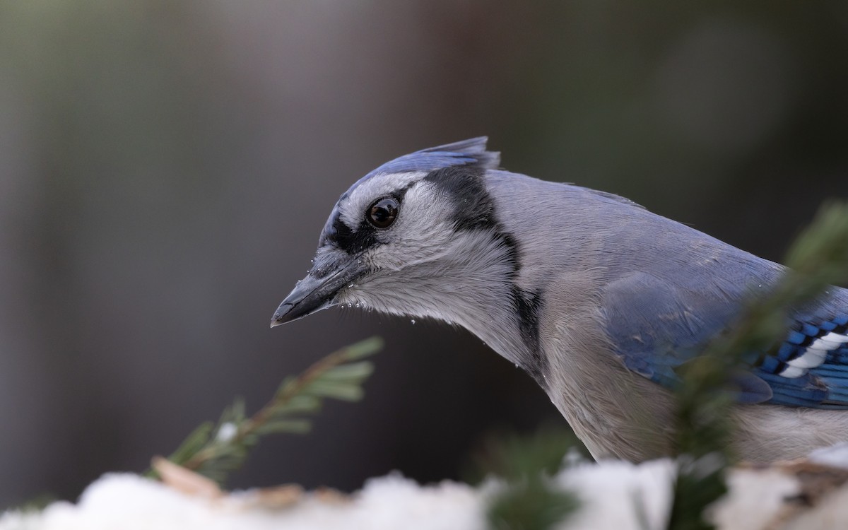 Blue Jay - ML646127845
