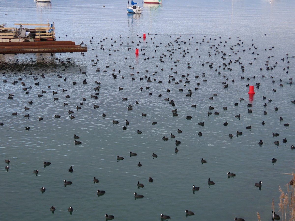 Eurasian Coot - ML646127846